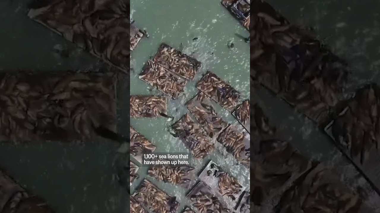 Sea-lebrities: Influx of sea lions draws crowd at San Francisco pier