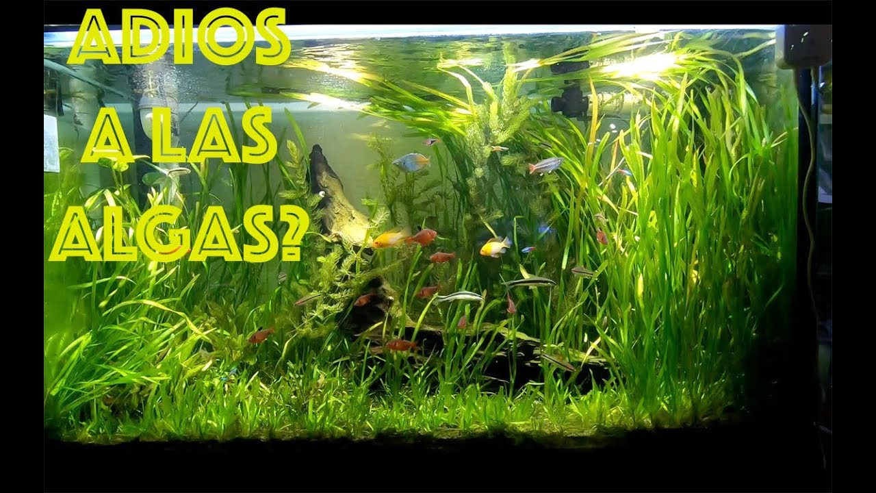 Funcionó el DR CHIHIROS?3||||||😉👍🐟🐠🐡