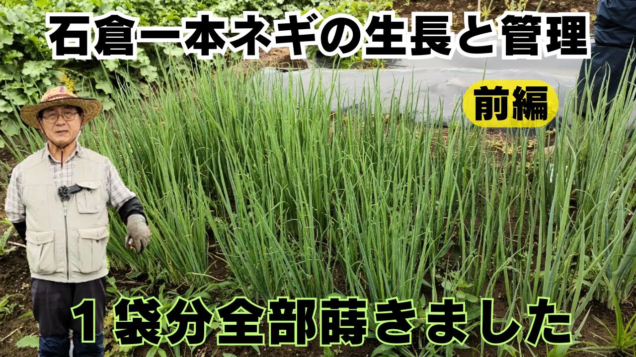 石倉一本ネギの生長と管理【前編】【苗作り】【春蒔き】2023年4月16日