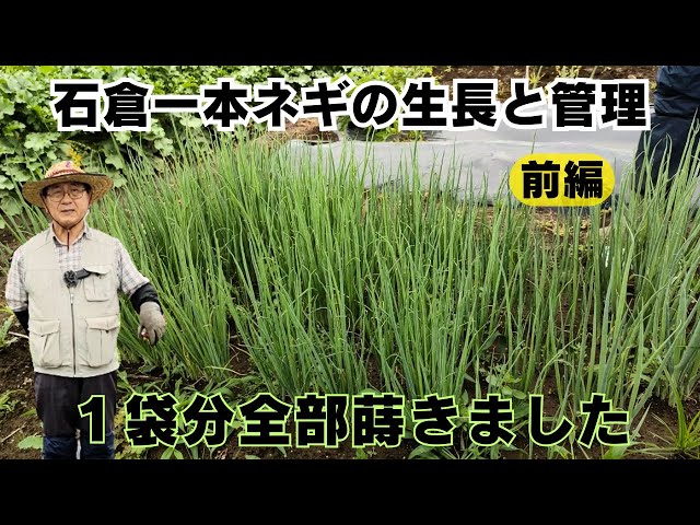 石倉一本ネギの生長と管理【前編】【苗作り】【春蒔き】2023年4月16日