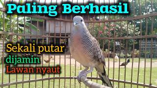 Pancingan perkutut lokal gacor