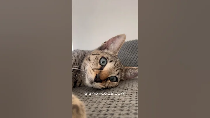 Watch the video about This amazing eyes 🤩❤️ savannah F2 male #savannahukraine