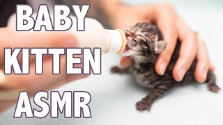 Baby Kitten ASMR to Calm Your Spirits