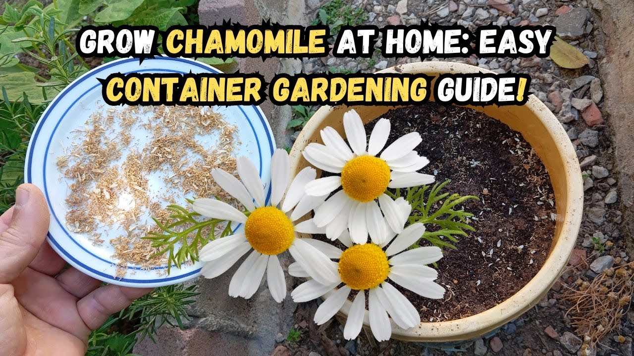 Grow Chamomile At Home Easy Container Gardening Guide chamomile Grow Chamomile At Home Easy Container Gardening Guide chamomile