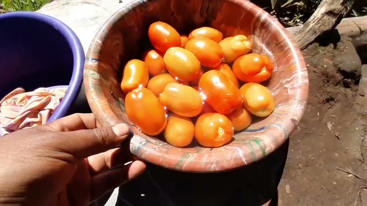 Con este TRUCO conserva por más de 40 DIAS los TOMATES después de cosechar. 