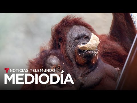 Video: Cuchara para mascotas: primer orangután nacido con tratamiento para la fertilidad, rescatado de caballos de la piscina