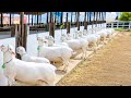 EXPOSIÇÃO DE ANIMAIS DE CAMPINA GRANDE-PB 56°EXPAPAI 2026 CAPRINOS E OVINOS 