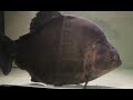 Serrasalmus rhombeus big size on tank