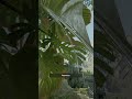 CS2 Легкий смок в храм на карте Ancient #cs2 #cs2clips #csgo #proplayer #noob #noob_to_pro #smoke