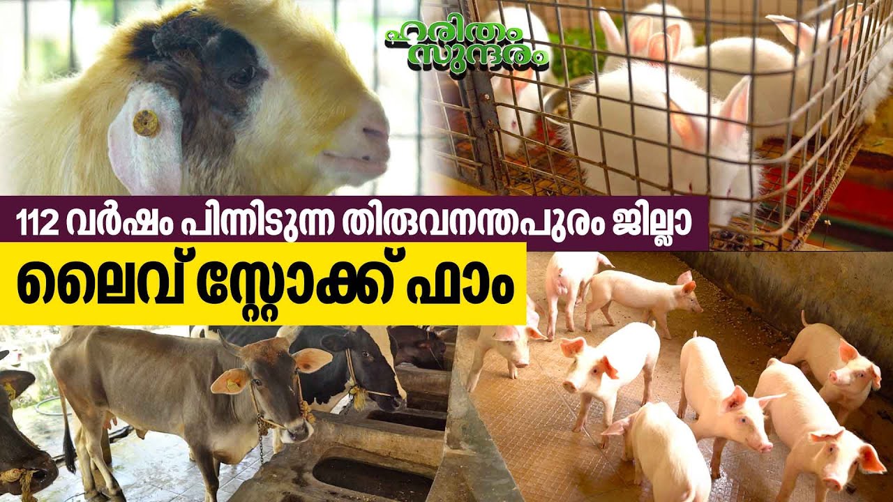 Features of Thiruvananthapuram District Livestock Farm | Haritham Sundaram EP 417