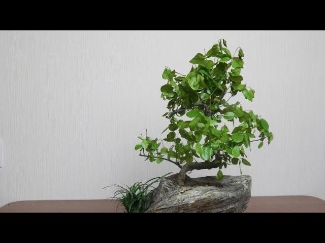 Как вырастить дерево бонсай из семян в домашних условиях