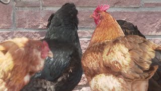 NBC News reports USDA accidentally fired employees working on bird flu outbreak