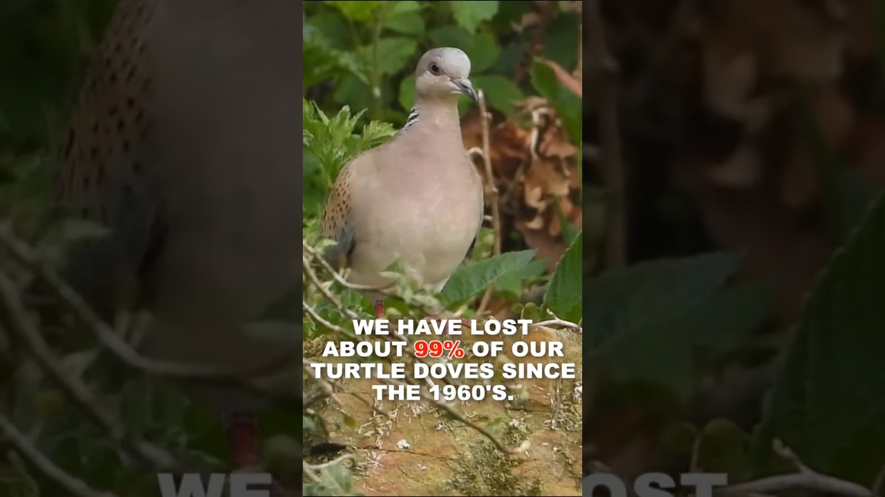 They are nearly extinct! A Pub where you can see Turtle doves.