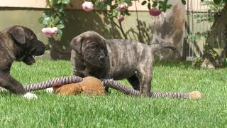 5 Wochen alte Presa Canario Welpen aus Mula & Macho.