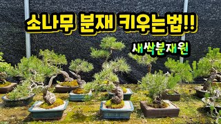 소나무 분재 키우는법(총정리) - 새싹분재원TV Sprout Bonsai TV