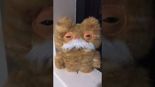 The new alley cat fugglers are so cute #fugglers #tiktok #snuggler