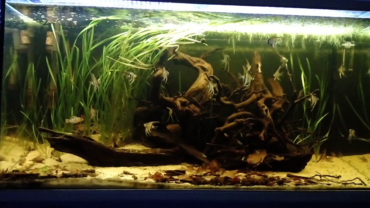 Peru biotope, Rio nanay, corydoras trilineatus and apistogrammas. YouTube