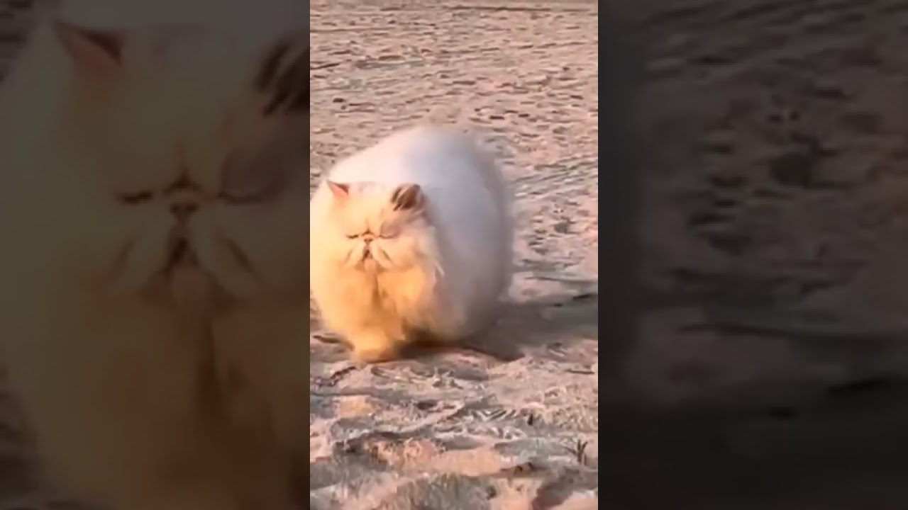 One Cat Story & Kansas - Dust In The Wind 