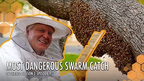 Chasing Bee Swarm Throughout our Country | The Bush Bee Man TV Series: Season 2 Episode 9