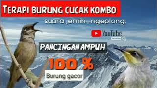 Terapi burung Cucak Kombo 100% ampuh |Suara Jernih,ngeplong & Gacor