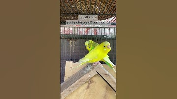 #سورة_النور #عبدالباسط_عبدالصمد #قران_كريم #المصحف #العراق #مصر #طيور #البادجي #kuran #lovebirds