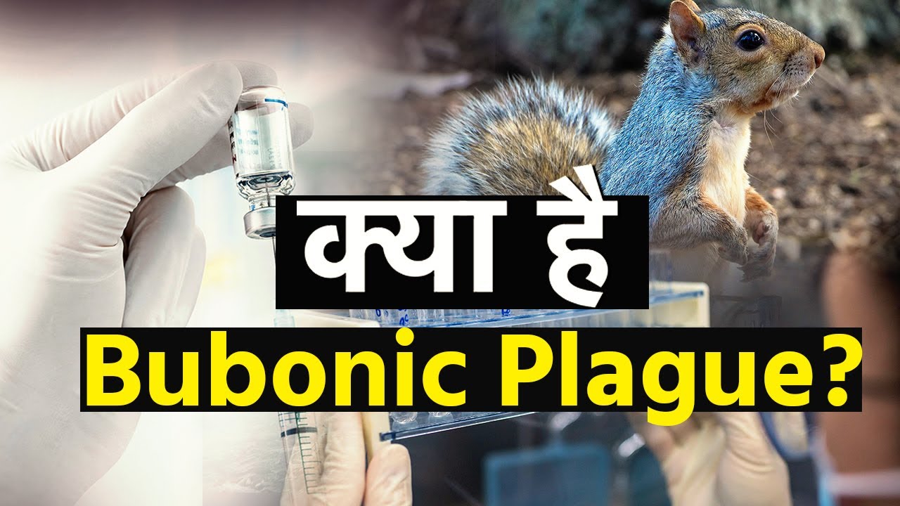 Bubonic Plague China what is Bubonic Plague Watch Video bubonic