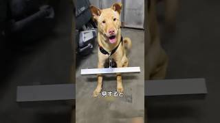 【犬と人を守るアイテム】#ダングルスティック#スピードリミッター