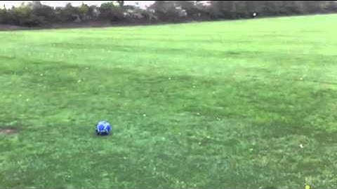 Kaylie allows two kicks - Rhodesian Ridgeback Football Star! (Chessworld.net)