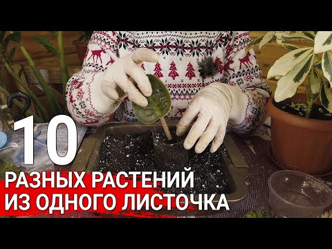 Видео: Как размножать комнатные растения листовыми черенками