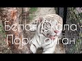 Парк львов Тайган | Белая Скала