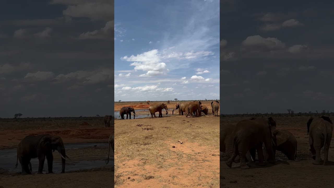 The Majestic Elephant Herd 
