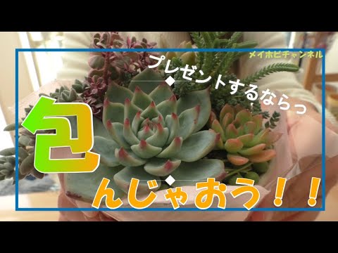 【多肉植物】ラッピング方法♪プレゼントするなら、包んじゃおう！