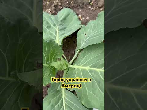 Город українки в