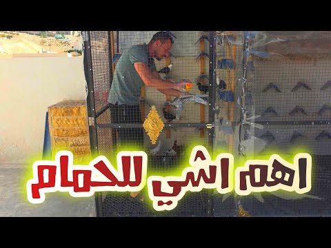 اهم اشي تعملو للحمام والفراخ على السطح