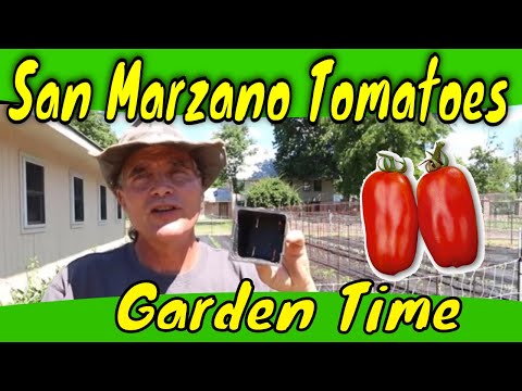 Video: Sanmarzano tomātu kopšana - audzējiet Sanmarzano mērces tomātu stādus