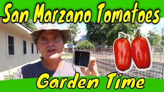 San Marzano Tomato Care