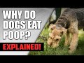 Why Do Dogs Eat Poop? (How to Stop It) | Understanding Dog Coprophagia