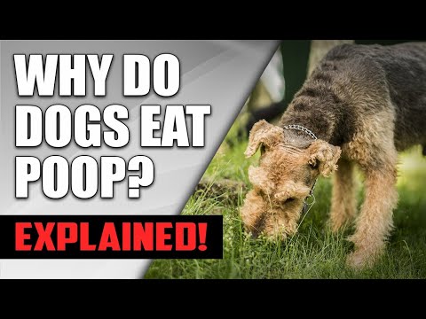 why-do-dogs-eat-poop?-(how-to-stop-it)-|-understanding-dog-coprophagia