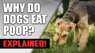 Why Do Dogs Eat Poop? (How to Stop It) | Understanding Dog Coprophagia