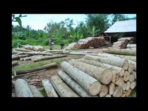  Kayu  Jabon dan Sengon  di ASA Timber April 2012 YouTube