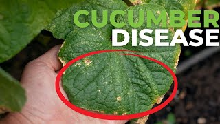 If your cucumber plant leaves are like this, you need to watch this. Cucumber Leaf Yellowing.