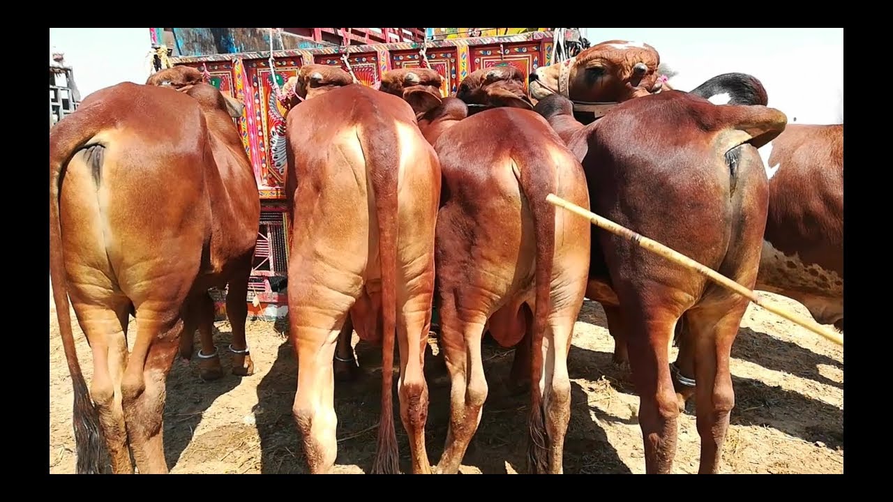 Cattle farming in pakistan