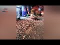 A balazos matan a un sujeto en la colonia Jacarandas de Zamora