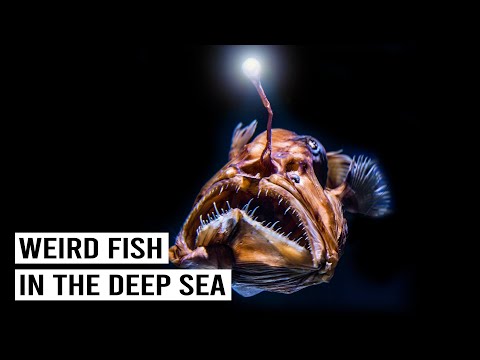 DEEP SEA MONSTERS