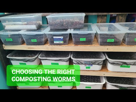 Choosing The Right Composting Worms | Worm Farming For Beginners