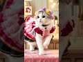 El gato más "kawaii" bailando Oshi no Ko