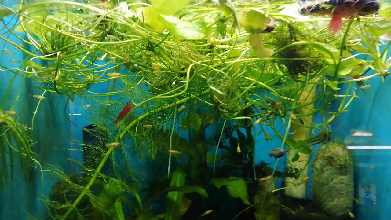 Baby Fish Aquarium Juvenile fish YouTube