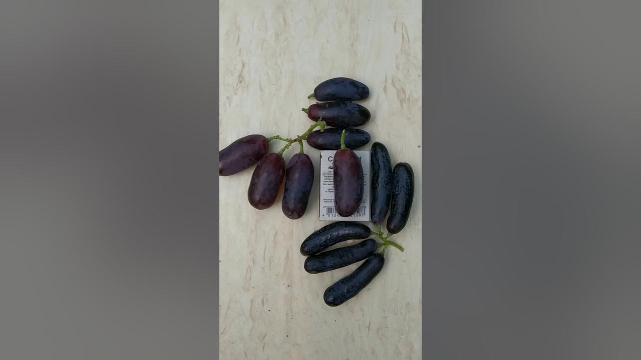 Виноград находка калугина фото