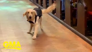 This golden retriever made adorable entrance as ring bearer at his owner's wedding