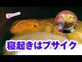 【寝起き】フトアゴヒゲトカゲ☆おちょこさん BeardedDragon